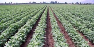 Αγροτικές εργασίες κλάδεμα, λίπανση, σπορά σε αγρόκτημα