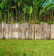 Φυτoφράχτες