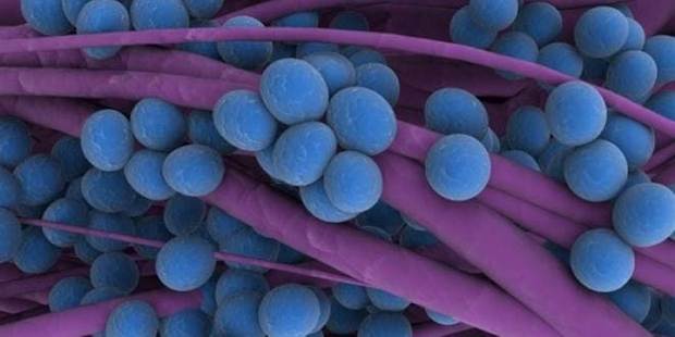 Σταφυλόκοκκος. Πώς μεταδίδεται και πώς θεραπεύεται