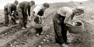 Φύτεμα - σπορά σε αγροτεμάχιο - χωράφι από αγρότες και εργάτες γης. Φυτεύω λαχανικά, βότανα ή δέντρα