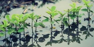 Αγροτική καλλιέργεια σε κίνδυνο ● Γεωργικές Προειδοποιήσεις Αγροτών