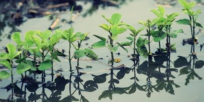Αγροτική καλλιέργεια σε κίνδυνο ● Γεωργικές Προειδοποιήσεις Αγροτών