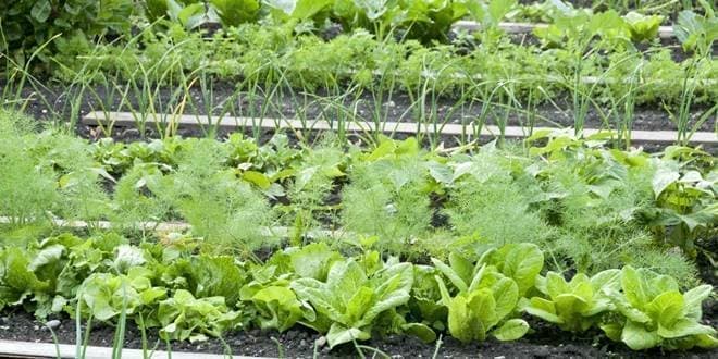 Καλλιέργεια κηπευτικών ειδών - ζαρζαβατικών - λαχανικών