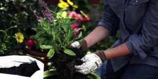 Φυτό - λουλούδι έτοιμο για φύτεμα σε γλάστρα ή χώμα με τα κατάλληλα εργαλεία κηπουρικής για το κήπο (Howto DIY)