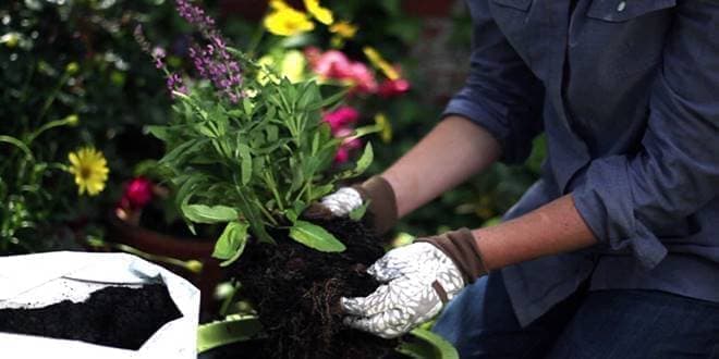 Φυτό - λουλούδι έτοιμο για φύτεμα σε γλάστρα ή χώμα με τα κατάλληλα εργαλεία κηπουρικής για το κήπο (Howto DIY)