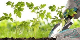 Ελαφρύ σκάλισμα φυτών με το χέρι φορώντας προστατευτικά γάντια - Εργαλεία κηπουρικής για σκάψιμο