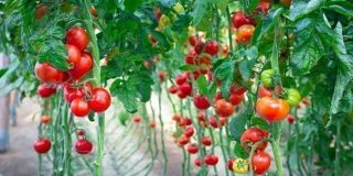 Καλλιέργεια ντομάτας σε θερμοκήπιο, κήπο, μποστάνι | Σπορά, φύτευση, λίπανση, συγκομιδή, οδηγίες | Howto DIY