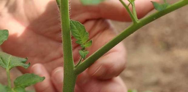 Κλάδεμα τοματιάς