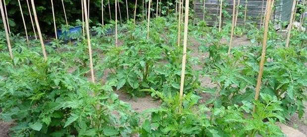 Yποστύλωση τοματιάς