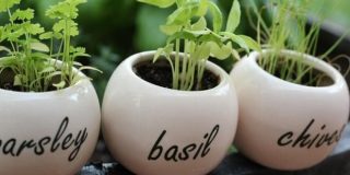 Αρωματικά φυτά στο μπαλκόνι, ποια είναι και τι ανάγκες έχουν