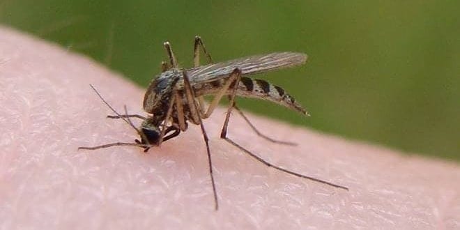 Κουνούπι τσιμπάει ανθρώπινο χέρι που κινδυνεύει από Νοσήματα: Ιός Δυτικού Νείλου, ελονοσία, λεϊσμανίαση, δάγκειος πυρετός κλπ