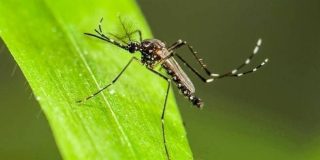 Κουνούπι πάνω σε φύλλο φυτού - Συμβουλές αντιμετώπισης κουνουπιών με φυσικό τρόπο