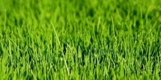 Καταπράσινο γρασίδι - γκαζόν στον κήπο και την αυλή και πως θα προλάβετε τις ασθένειες του γκαζόν | Howto DIY- Grass