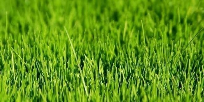 Καταπράσινο γρασίδι - γκαζόν στον κήπο και την αυλή και πως θα προλάβετε τις ασθένειες του γκαζόν | Howto DIY- Grass