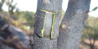 Κέντρωμα - μπόλιασμα δέντρου με βήματα - οδηγίες