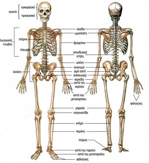 Οστά ανθρώπινου σκελετού