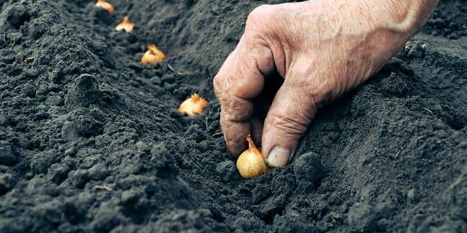 Φύτεμα - σπορά σε αγροτεμάχιο. Φυτεύω λαχανικά, βότανα, δέντρα