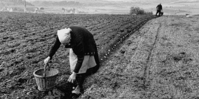 Φύτεμα - σπορά σε αγροτεμάχιο (στρέμματα χωράφι) από ηλικιωμένη αγρότισσα. Φυτεύω λαχανικά, βότανα, δέντρα