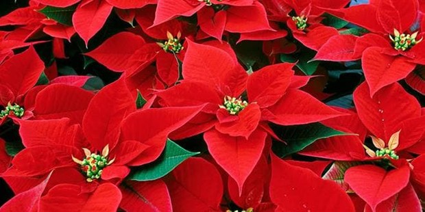 Ποϊνσέττιες (Αλεξανδρινά) - Poinsettia