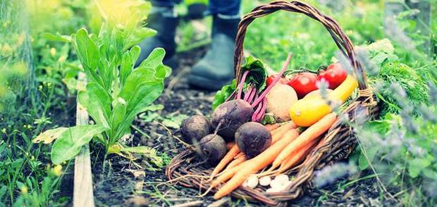 Λαχανικά - λαχανόκηπος. Τι φυτεύουμε. Ετήσιο Ημερολόγιο guide-garden-vegetables