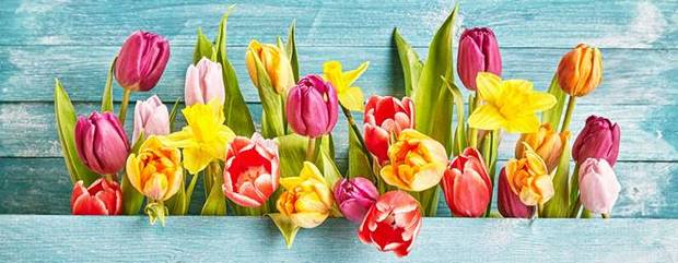 Λουλούδια – Άνθη. Τι φυτεύουμε τον τρέχων μήνα. Ετήσιο Ημερολόγιο Λουλούδια – Άνθη. Τι φυτεύουμε τον τρέχων μήνα. Ετήσιο Ημερολόγιο