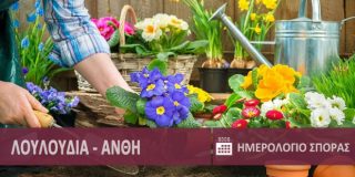 Λουλούδια και άνθη κήπου, φύτεμα - σπορά σε κήπο & γλάστρες ● Σπόρος, μοσχεύματα, παραφυάδες | Flowers and plants - Louloudia