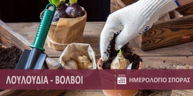 Βολβοί Λουλουδιών, φύτεμα - σπορά σε κήπο & γλάστρες ● Τουλίπα, γλαδιόλα, νάρκισσος, υάκινθος | Flower Bulbs & Tubers