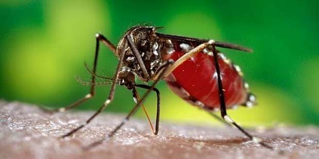 Νοσήματα από κουνούπια