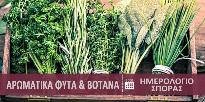 Αρωματικά φυτά & βότανα, φύτεμα - σπορά ● Σπόρος, μοσχεύματα, παραφυάδες, βολβοί | Aromatic plants & herbs - Aromatika Fyta