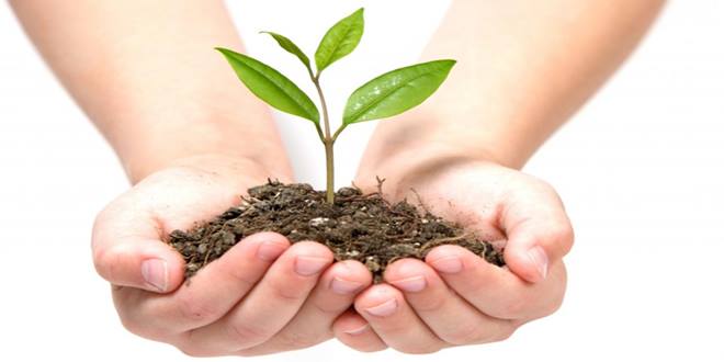 Φυτό στα χέρια αγρότη με φυτοχώματα, τύρφες και βελτιωτικά εδάφους