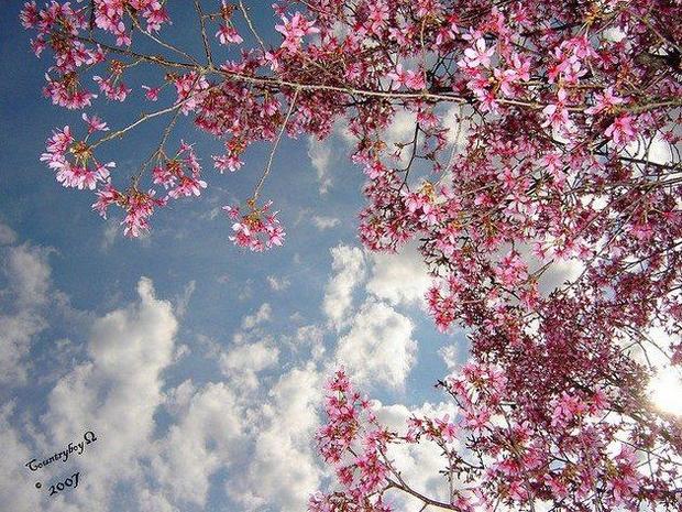 No 25 Spring Flower Picture