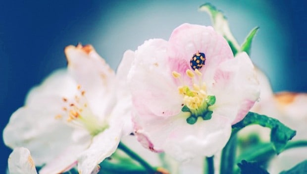 Λουλούδι την άνοιξη με γύρη και πασχαλίτσα | Aλλεργίες την Άνοιξη - Γύρη φυτών - Plant pollen