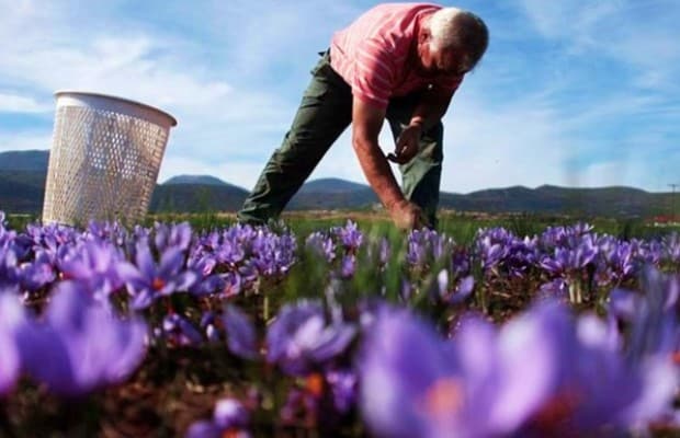 Κρόκος Κοζάνης - Αγρότης συλλέγει ανθούς του φυτού