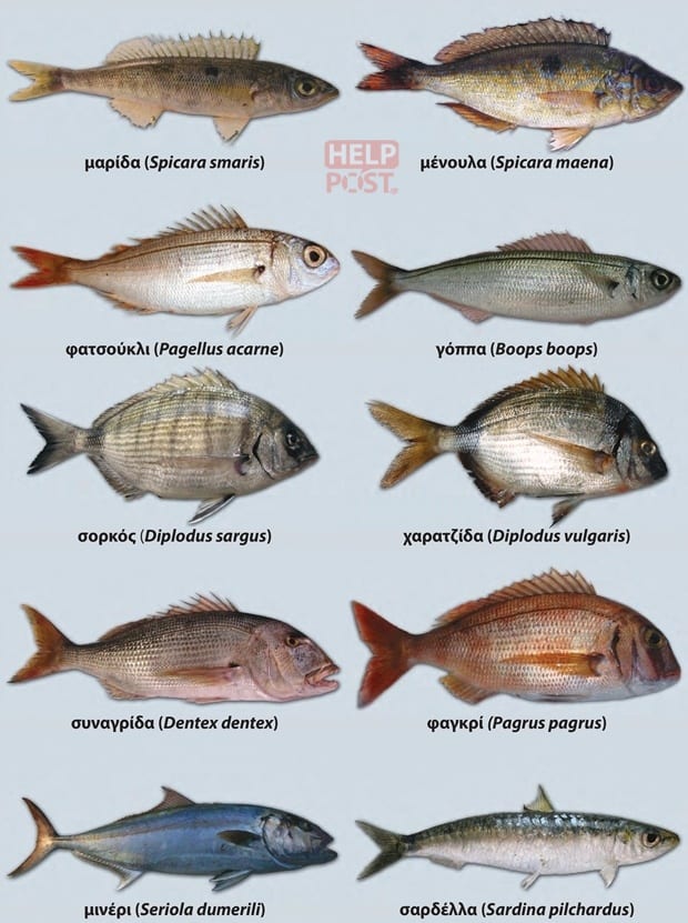Κύρια είδη ψαριών παράκτιας αλιείας | Coastal Fisheries - Page 1