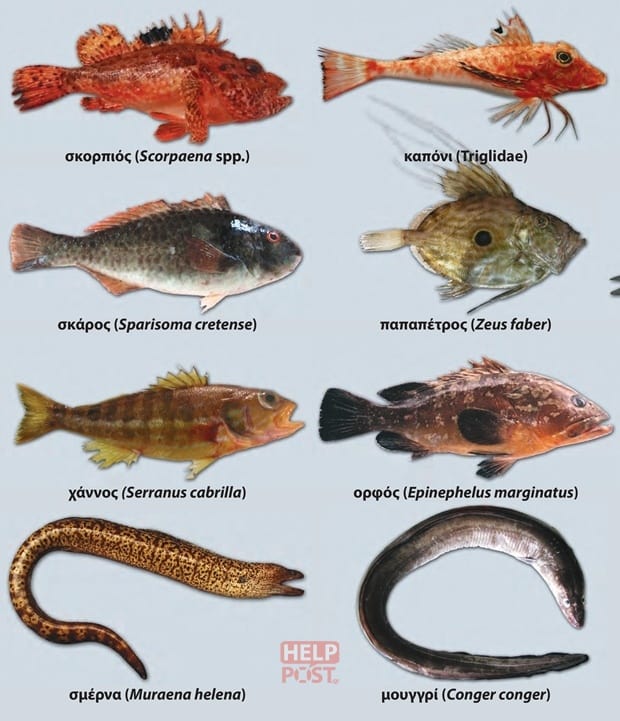 Κύρια είδη ψαριών παράκτιας αλιείας | Coastal Fisheries - Page 2