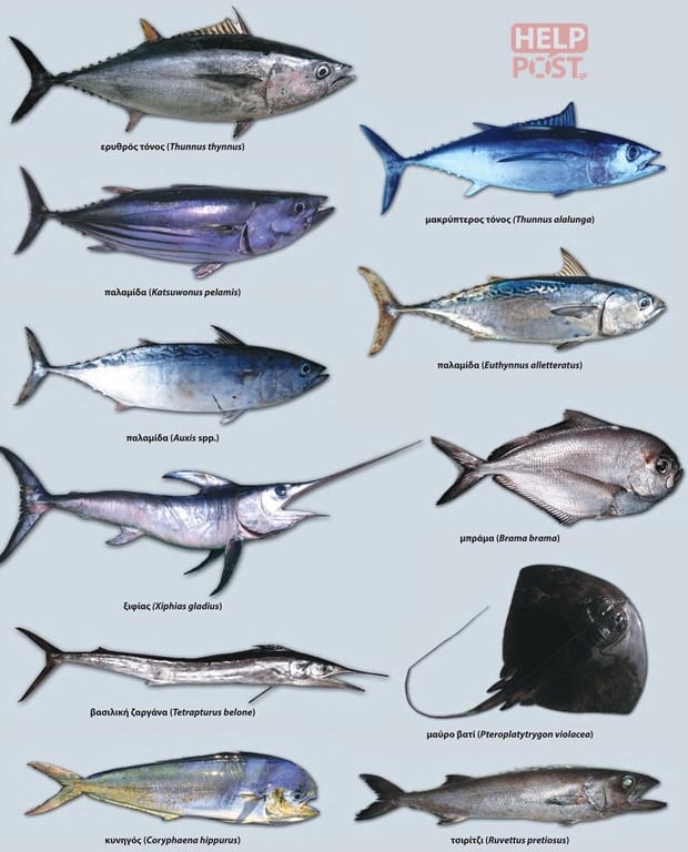Κύρια είδη ψαριών πελαγικής αλιείας